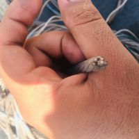 فروش سیم حفاری مغز مسی