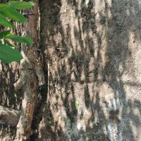 حدود یک تن چوب درخت گردو و 2 تا تنه