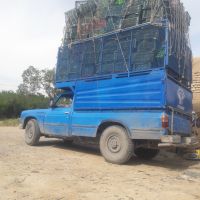 خریدار سبد ابی و سبز