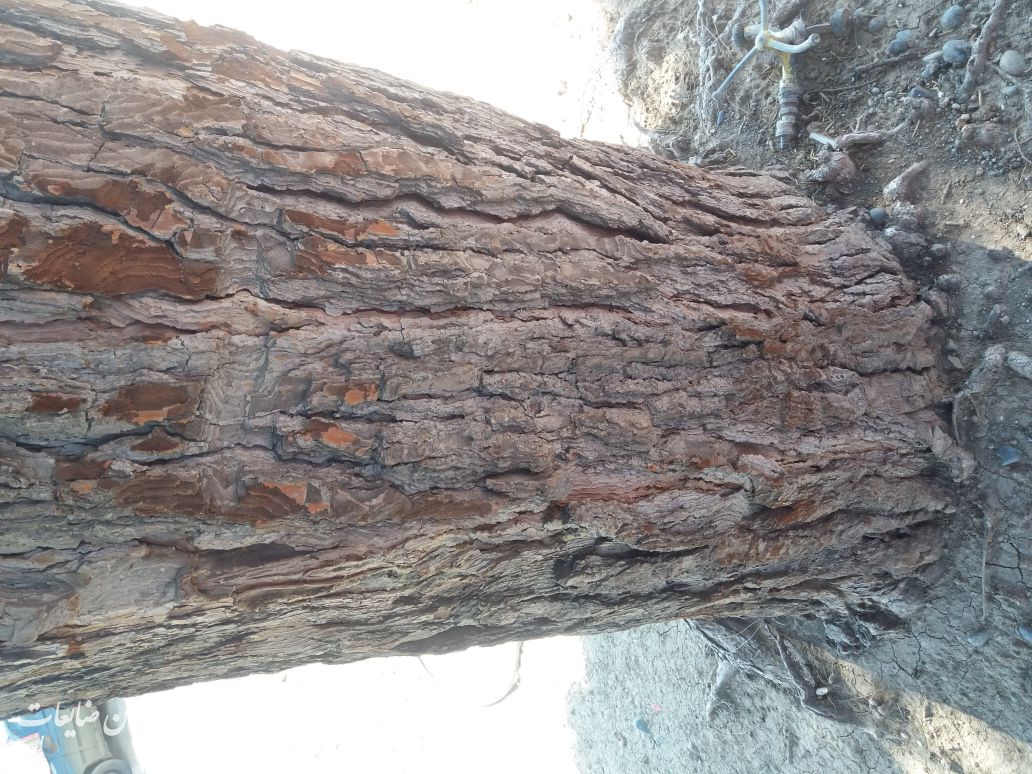 چوب درخت سرو25 متری حدوده 2تن