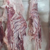 فروش قلوه گاه