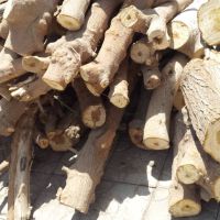 خریدار انواع چوب باغی‌ به صورت تناژ سنگین