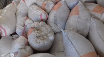 خرید سرنخ فلامنت/رنگی/پنبه