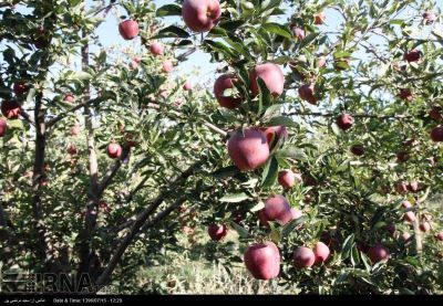 فروش چوب درخت سیب