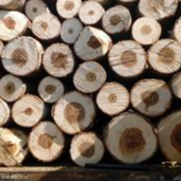 فروش چوب سفید خام و چوب ضایعات