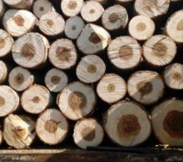 فروش چوب سفید خام و چوب ضایعات