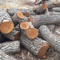 فروش تنه گردو سیاه