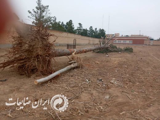 تنه درخت کاج