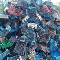 فروش انواع مواد اسیابی سبدمیوه هفته ای ۵ تن همه رنگ